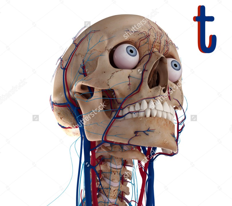 stock-photo-human-skull-with-eyes-arteries-and-veins-d-render-117901738