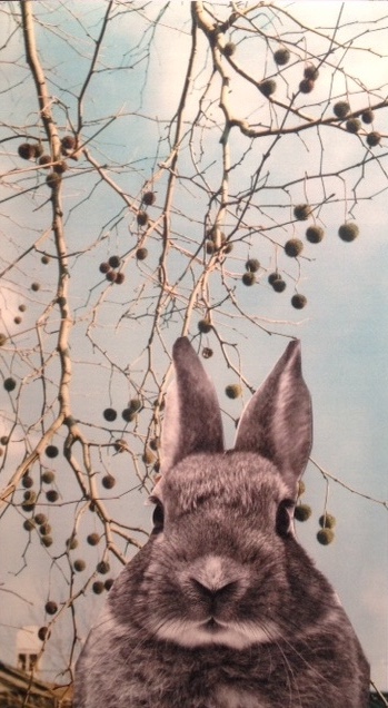 rabbitFullSizeRender